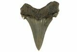 Serrated Angustidens Tooth - Megalodon Ancestor #321685-1